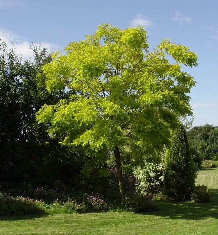 Robinia 1000 images about Robinia pseudoacacia on Pinterest Edible