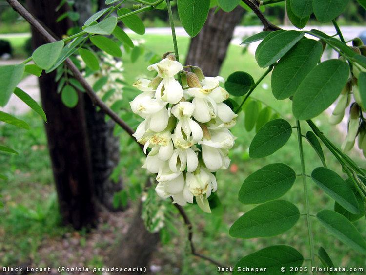 Robinia Robinia pseudoacacia