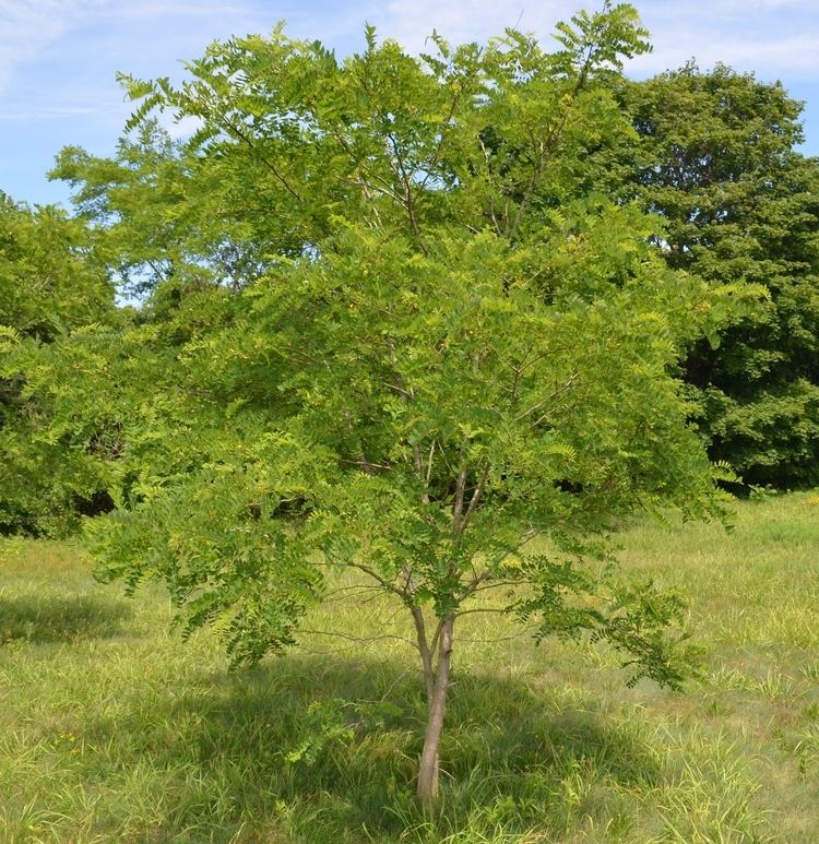 Robinia AMCNH Robinia pseudoacacia Gallery amp Guide