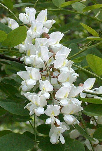 Robinia wwwcarolinanaturecomtreesrops3175jpg