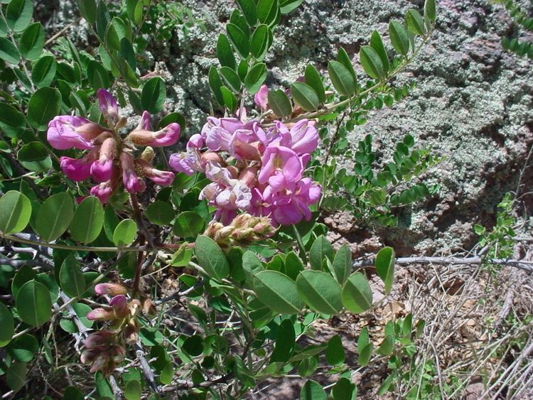Robinia neomexicana Vascular Plants of the Gila Wilderness Robinia neomexicana var rusbyi