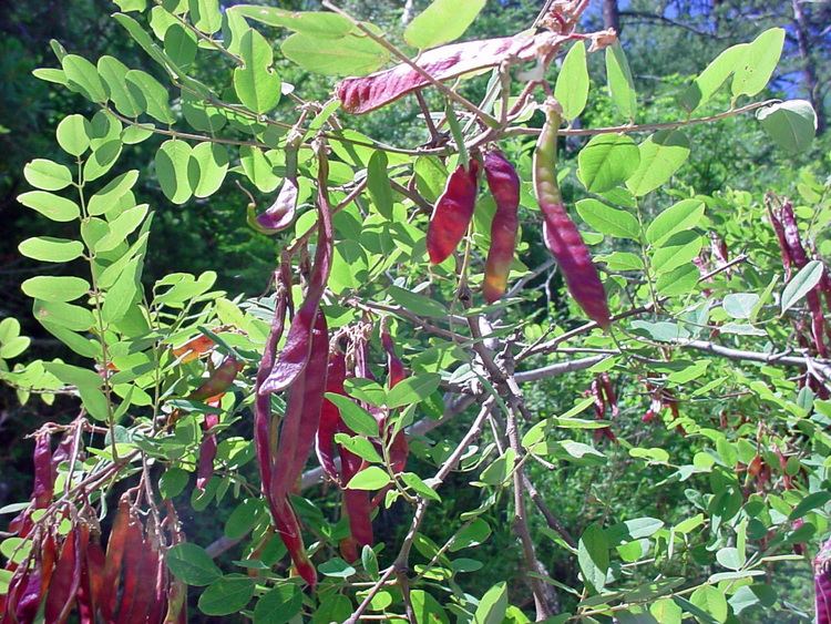 Robinia neomexicana Vascular Plants of the Gila Wilderness Robinia neomexicana var rusbyi