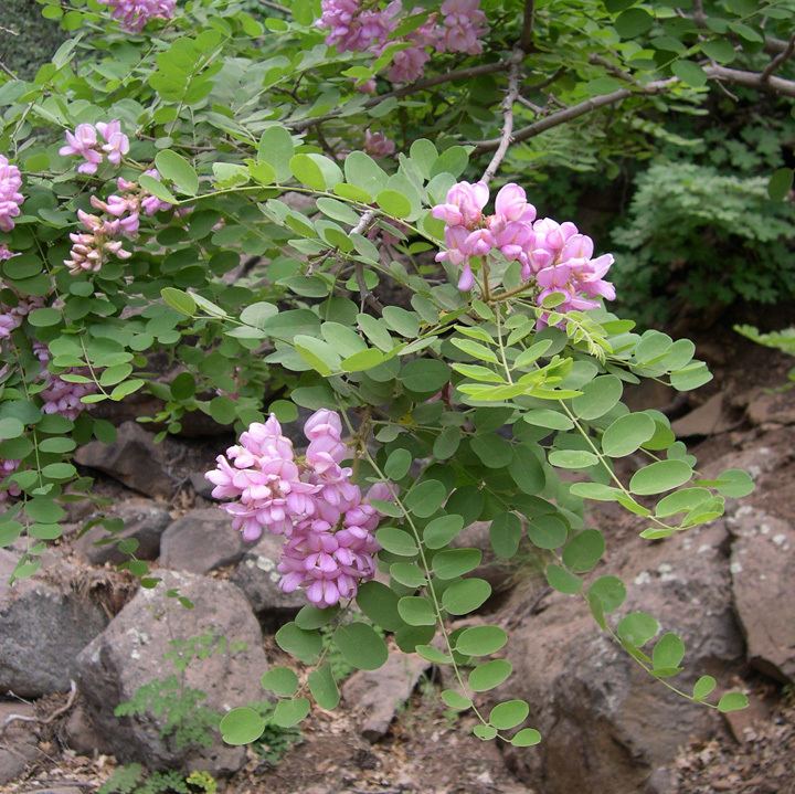 Robinia neomexicana SEINet Arizona Chapter Robinia neomexicana