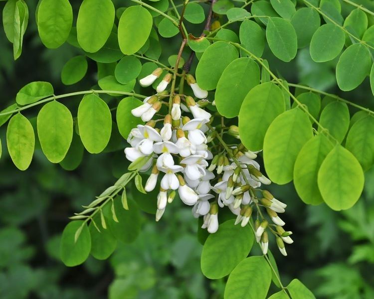 Robinia pseudoacacia Black Locust Robinia Pseudoacacia Overview Health Benefits Side