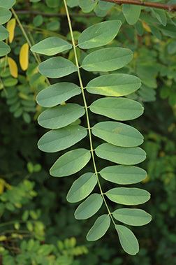 Robinia pseudoacacia Robinia pseudoacacia Fact Sheet