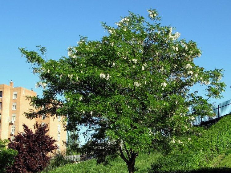 Robinia pseudoacacia Black Locust Robinia pseudoacacia Great Plains Nursery