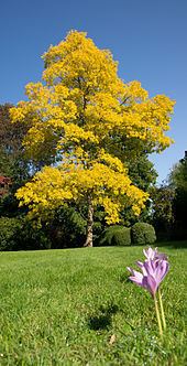 Robinia pseudoacacia httpsuploadwikimediaorgwikipediacommonsthu