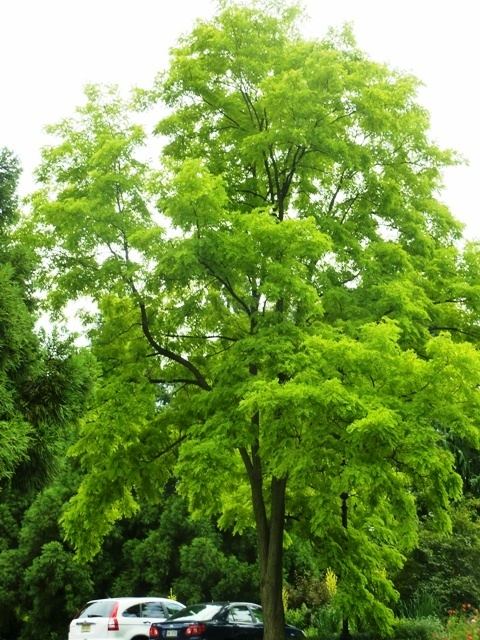 Robinia pseudoacacia 7 Benefits of Robinia pseudoacacia 39Frisia39 Why I Changed My