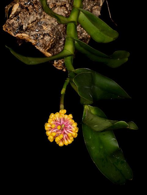 Robiquetia Robiquetia compressa and Robiquetia pantherina of Philippines