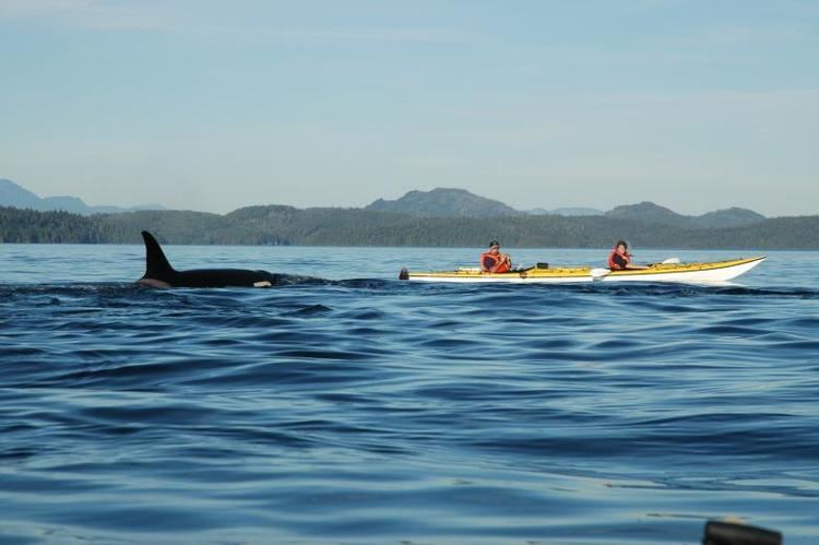 Robson Bight Kayaking British Columbia Vancouver Island Kayak BC Sea Kayaking