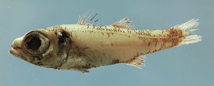Robust cardinalfish