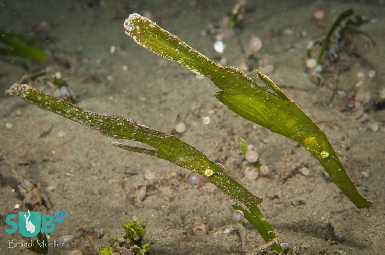 Robust ghost pipefish Robust Ghost Pipefish Marine Life Facts