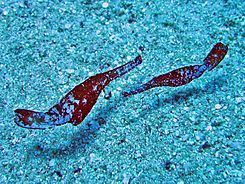 Robust ghost pipefish Robust ghost pipefish Wikipedia