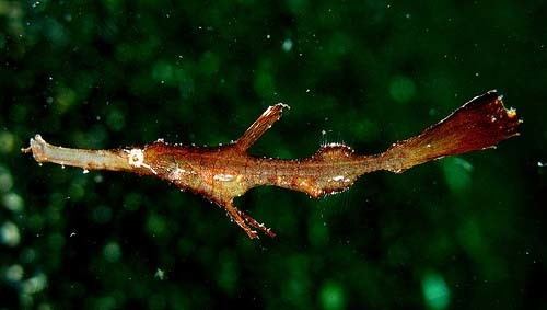 Robust ghost pipefish Robust Ghost Pipefish Solenostomus cyanopterus