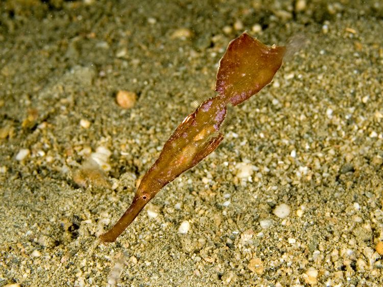 Robust ghost pipefish FileSolenostomus cyanopterus Robust ghost pipefishjpg