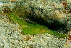 Robust ghost pipefish httpsuploadwikimediaorgwikipediacommonsthu