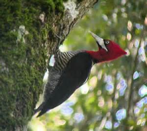 Robust woodpecker More on Campephilus robustus Robust Woodpecker