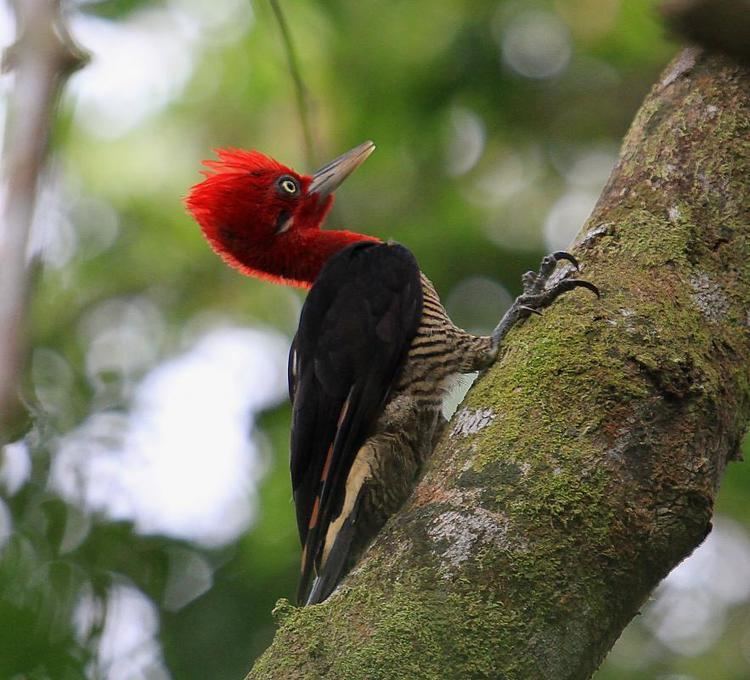 Robust woodpecker Robust Woodpecker Campephilus robustus videos photos and sound