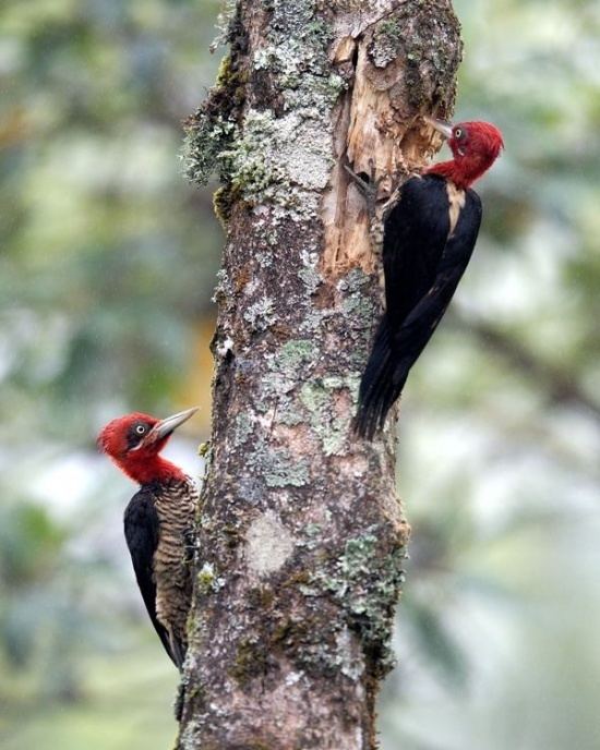 Robust woodpecker Robust Woodpecker BirdForum Opus