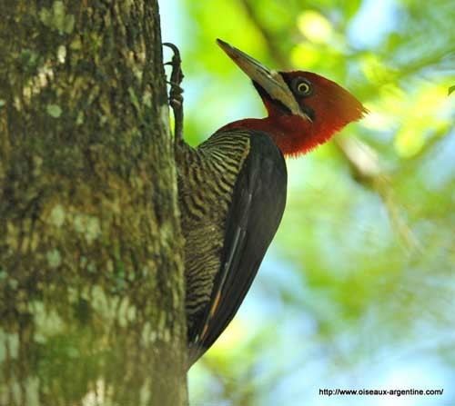 Robust woodpecker Robust Woodpecker