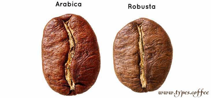 Robusta coffee Robusta coffee type Robusta coffee brands and beans