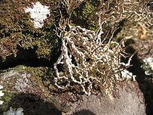 Roccella (lichen) httpsuploadwikimediaorgwikipediacommonsthu