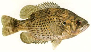 Rock bass Ontario Rock Bass