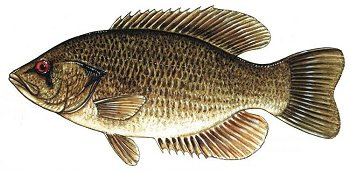 Rock bass httpsuploadwikimediaorgwikipediacommons11