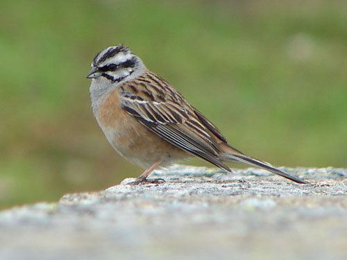Rock bunting Surfbirds Online Photo Gallery Search Results