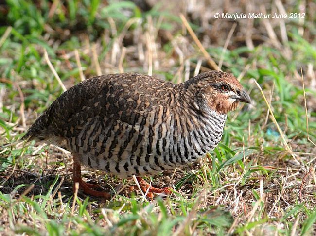 Rock bush quail Oriental Bird Club Image Database Rock Bush Quail Perdicula