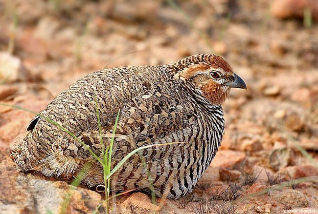 Rock bush quail orientalbirdimagesorgimagesdatarockbushquail