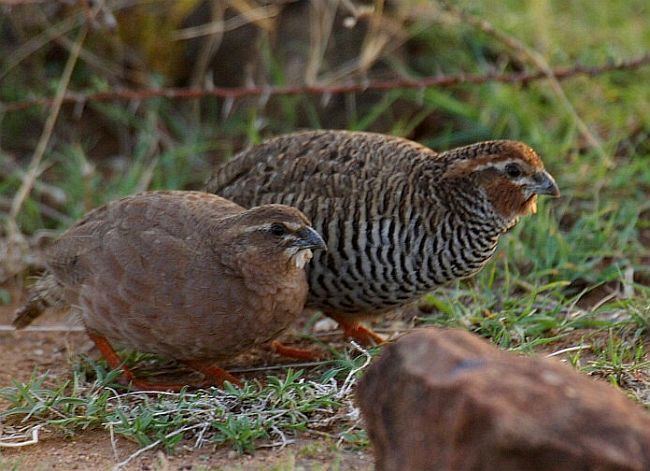Rock bush quail Oriental Bird Club Image Database Rock Bush Quail Perdicula