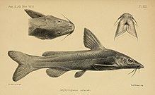 Rock-catfish httpsuploadwikimediaorgwikipediacommonsthu