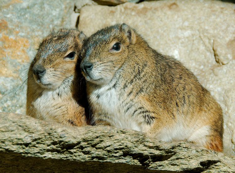 Rock cavy Rock Cavy WLD4332 Josh More Flickr