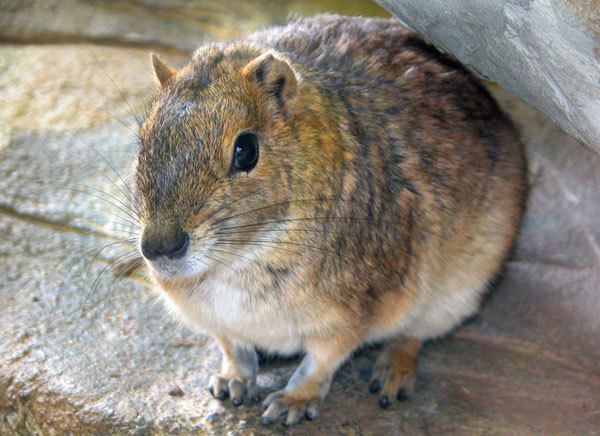 Rock cavy Rock Cavy Utah39s Hogle Zoo