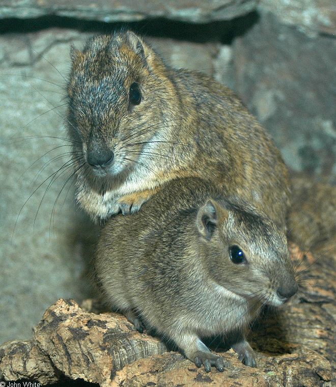 Rock cavy calphotosberkeleyeduimgs512x768000000001105