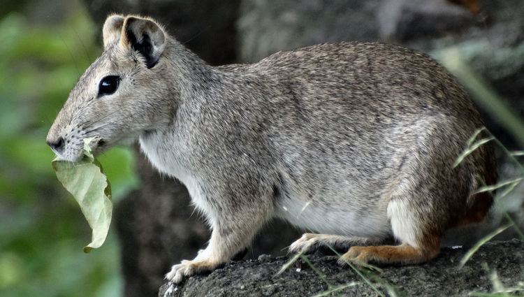 Rock cavy Tatiane Micheletti The Rock cavy of Fernando de Noronha