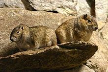 Rock cavy Rock cavy Wikipedia