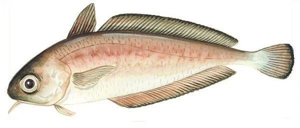 Rock cod Southern rock cod rock cod all species Marine and Estuarine