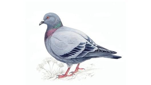 Rock dove The RSPB Rock dove
