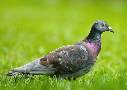 Rock dove Rock Pigeon Identification All About Birds Cornell Lab of
