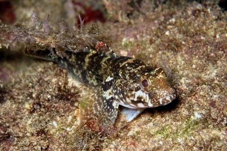 Rock goby Common Goby Britishseafishingcouk
