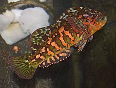 Rock greenling httpsuploadwikimediaorgwikipediacommonsthu