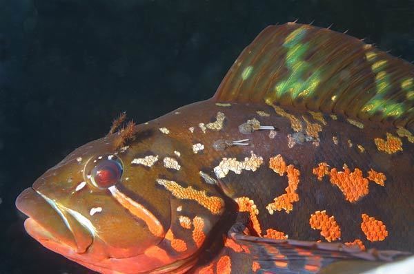 Rock greenling Rock Greenling