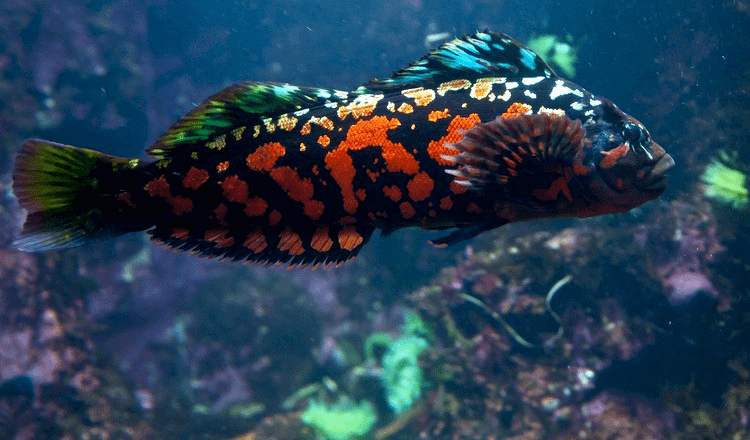 Rock greenling The insides of a Rock Greenling fish Rebrncom