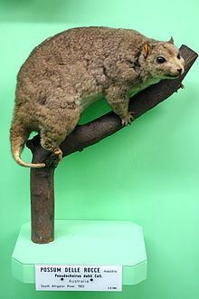 Rock-haunting ringtail possum httpsuploadwikimediaorgwikipediacommonsthu