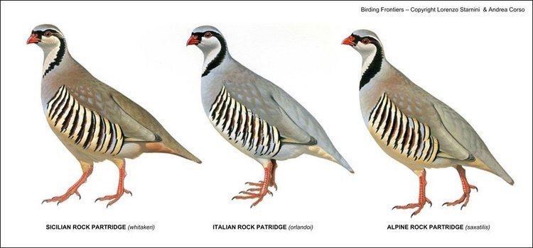 Rock partridge Sicilian Rock Partridge and the 39Rock Partridges39 of Italy Birding