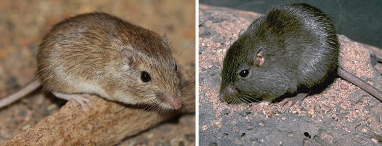 Rock pocket mouse Evolution and the Rock Pocket Mouse