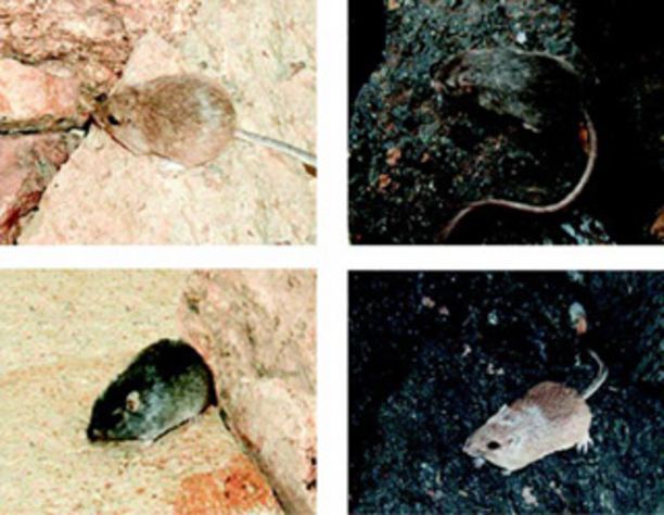 Rock pocket mouse Coats of Different Color Desert Mice Offer New Lessons on Survival
