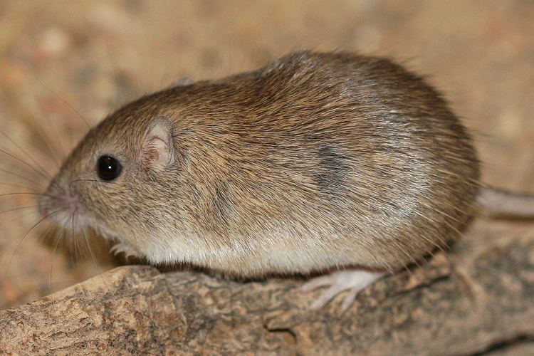 Rock pocket mouse Rock Pocket Mouse Chaetodipus intermedius iNaturalistorg